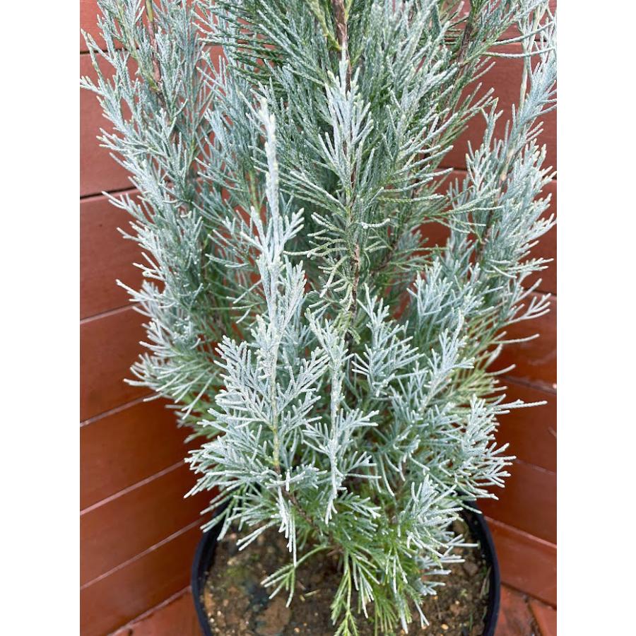 コニファー ウイッチタブルー80cm（庭木,植木,常緑樹,コニファー