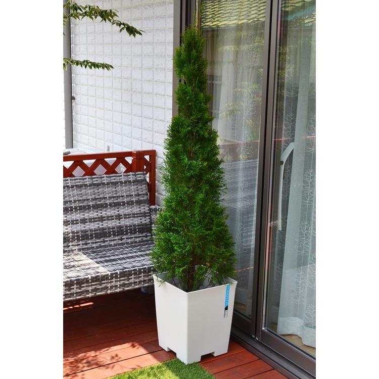 コニファー　エメラルドグリーン80cm4本セット（庭木,植木,常緑樹,コニファー,シンボルツリー,クリスマスツリー,セット商品,生垣）｜finegarden｜06