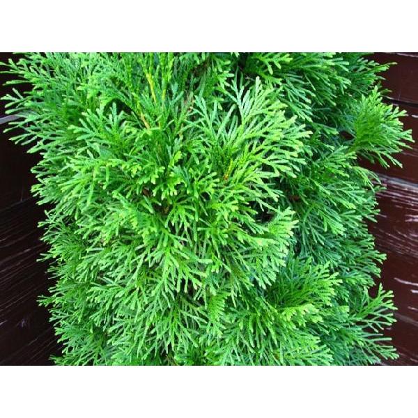 エメラルドグリーン80〜100センチ（庭木,植木,常緑樹,コニファー