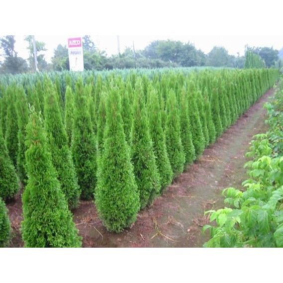 エメラルドグリーン80〜100センチ（庭木,植木,常緑樹,コニファー
