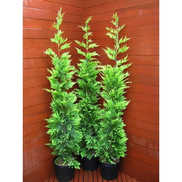 コニファー ゴールドライダー150センチ3本セット（庭木,植木,常緑樹