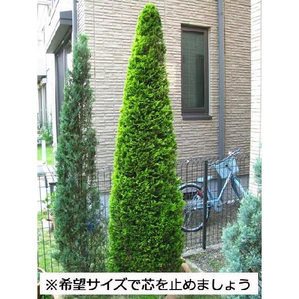 コニファー ゴールドライダー150センチ3本セット コニファー 庭木 植木 常緑樹シンブルツリー クリスマスツリー 0018 ファインガーデン 通販 Yahoo ショッピング
