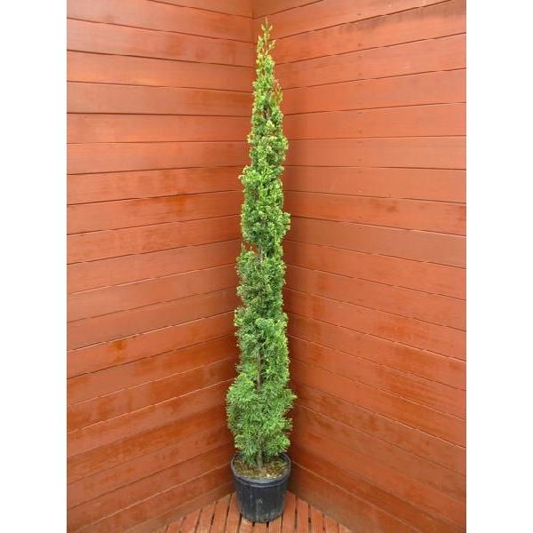 コニファー　スワンスゴールド150cm（庭木,植木,常緑樹,コニファー,シンボルツリー,クリスマスツリー）