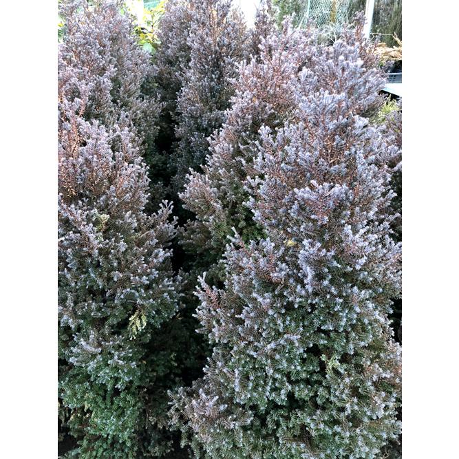 コニファー パープルフェザー70cm（庭木,植木,常緑樹
