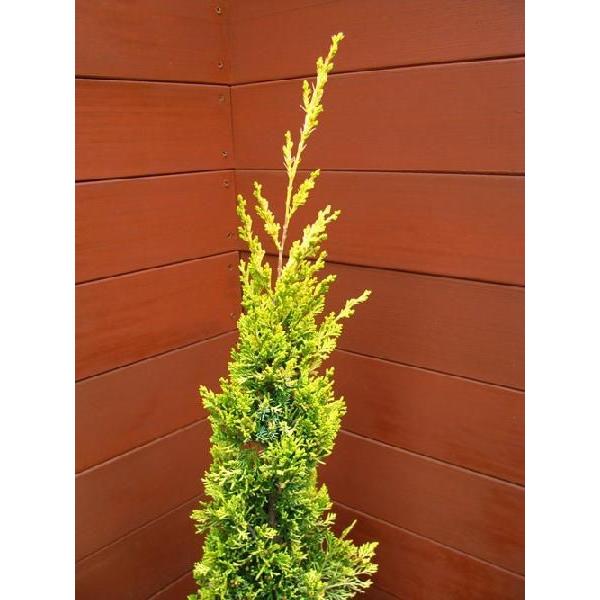 コニファー ビャクシンオウレア80cm（庭木,植木,常緑樹,コニファー