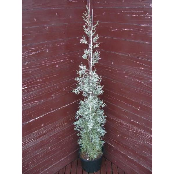 コニファー 青碧内燃機関120浪華節的（庭木,植木,常緑樹,コニファー,記号天然木,ヨーロッパ樅） コニファー、針葉樹-花、ガーデニング