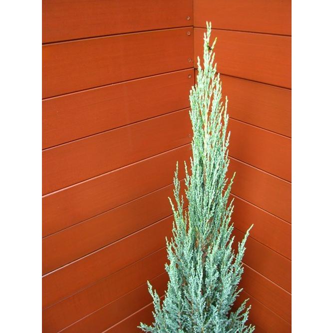コニファー ブルーアロー80〜100cm(庭木,植木,常緑樹,コニファー,シンボルツリー,クリスマスツリー) : ファインガーデン - 通販 - Yahoo!ショッピング コニファー ブルーアロー80〜100cm(庭木,植木,常緑樹,コニファー,シンボルツリー,クリスマスツリー) : ファインガーデン - 通販 - Yahoo!ショッピング