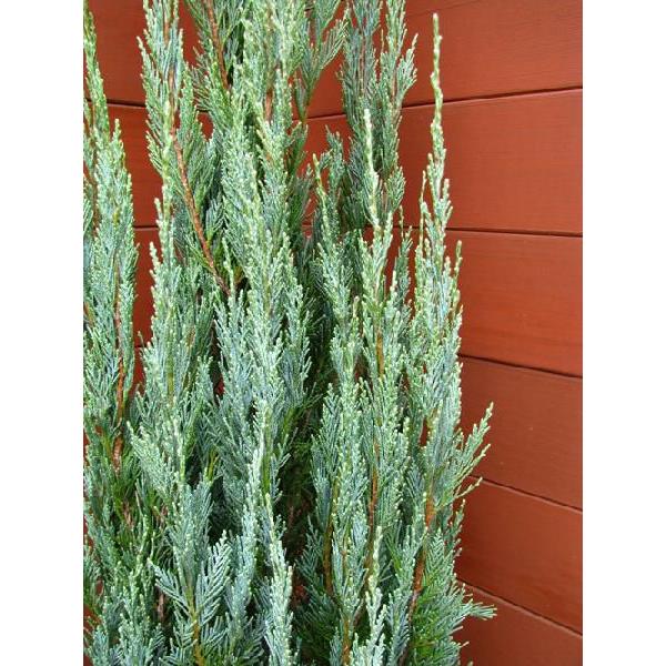 コニファー ブルーエンジェル150cm(コニファー,庭木,植木,常緑樹,シンボルツリー,クリスマスツリー) : ファインガーデン - 通販 - Yahoo!ショッピング コニファー ブルーエンジェル150cm(コニファー,庭木,植木,常緑樹,シンボルツリー,クリスマスツリー) : ファインガーデン - 通販 - Yahoo!ショッピング