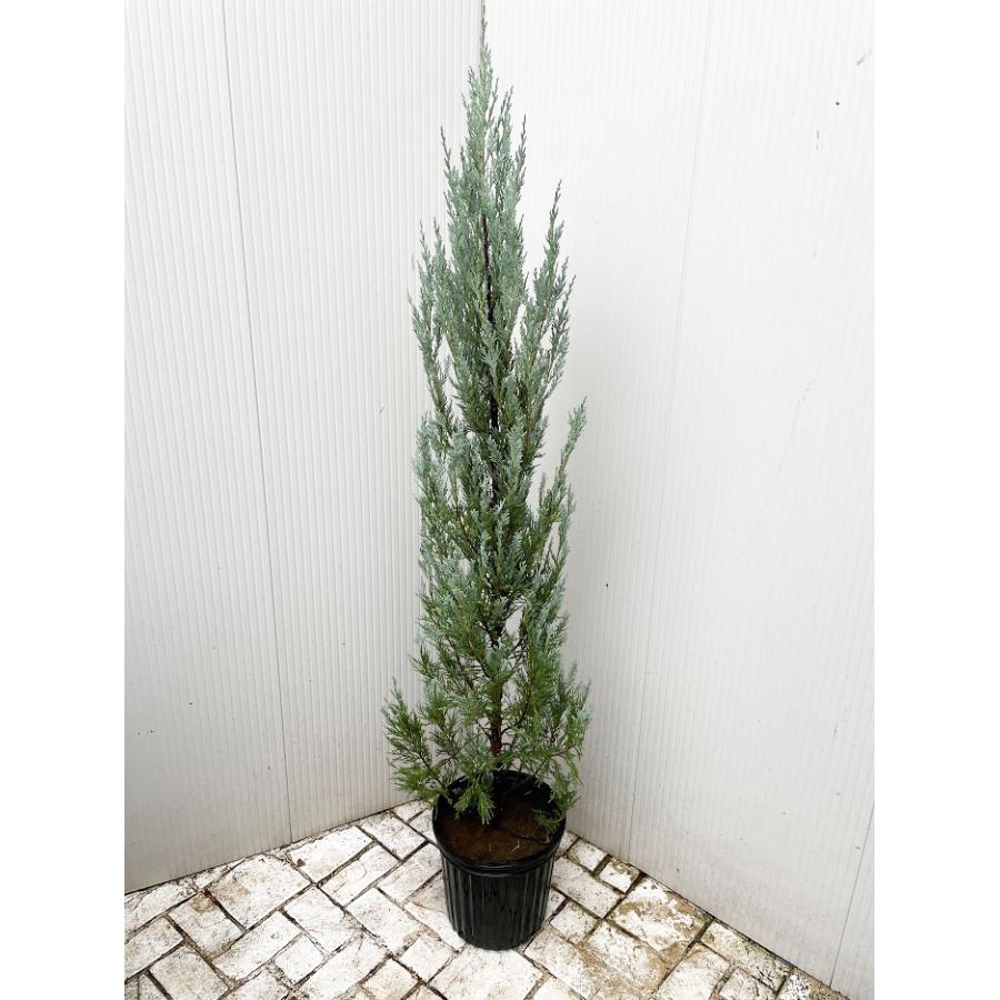 コニファー ムーングロウ100~120cm(コニファー,庭木,植木 コニファー ムーングロウ100~120cm(コニファー,庭木,植木