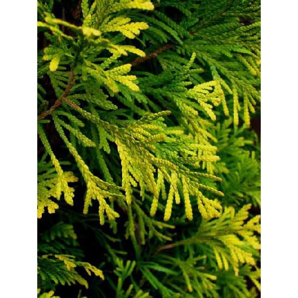 コニファー ヨーロッパゴールド80cm(コニファー,庭木,植木,常緑樹
