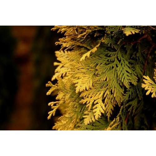 コニファー ヨーロッパゴールド80cm(コニファー,庭木,植木,常緑樹