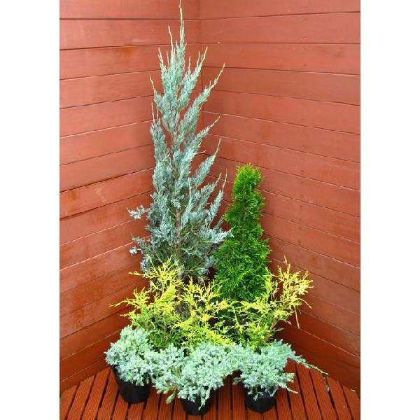 日本製 送料無料 コニファー８点状態良好おすすめセット コニファー 庭木 植木 常緑樹 シンボル