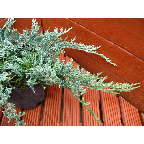 コニファー ウイルトニー（グランドカバー,庭木,植木,常緑樹,寄せ植え