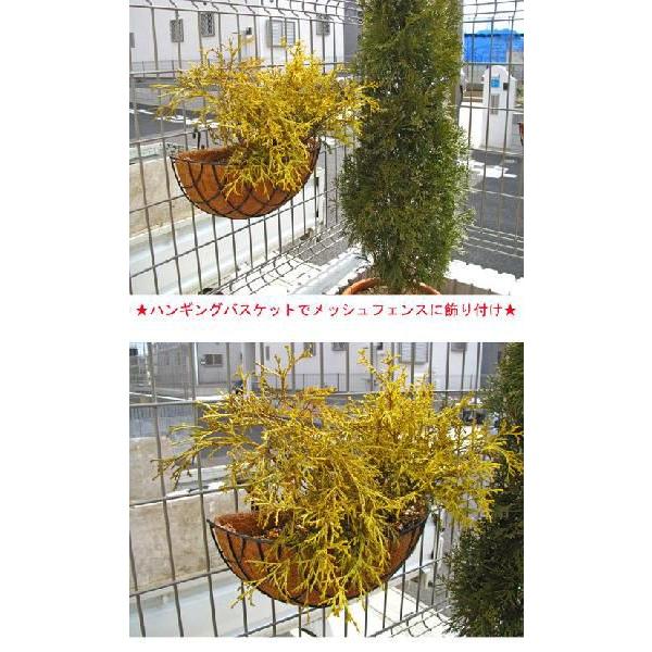 コニファー ゴールデンモップ（コニファー,庭木,植木,常緑樹,グランド