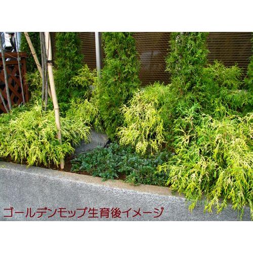 【なぎさ❗️28本セット】ゴールデンモップ　コニファー　カラーリーフ　苗木 コニファー ゴールデンモップ（コニファー,庭木,植木,常緑樹,グランド