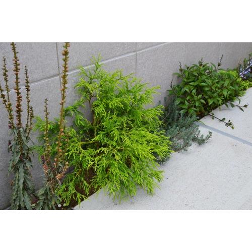 コニファー ゴールデンモップ（コニファー,庭木,植木,常緑樹,グランド