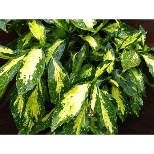 アオキ“ピクチュラータ”60cm（庭木,植木,常緑樹） : ファインガーデン 