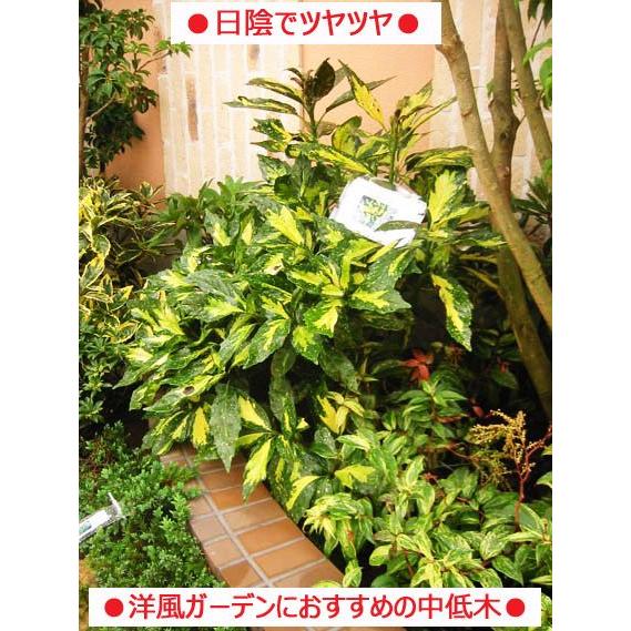 アオキ“ピクチュラータ”60cm（庭木,植木,常緑樹） : ファインガーデン 