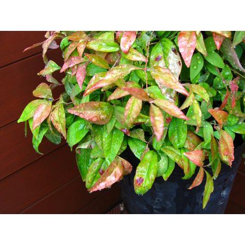 オタフクナンテン（植木,庭木,常緑樹,赤い葉,低木,お多福南天,寄せ植え