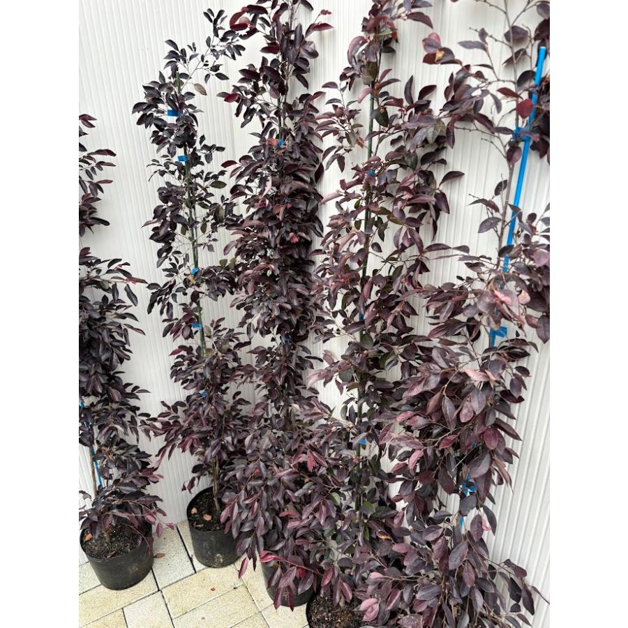 トキワマンサク100〜120センチ5本セット（植木,常緑樹,生垣