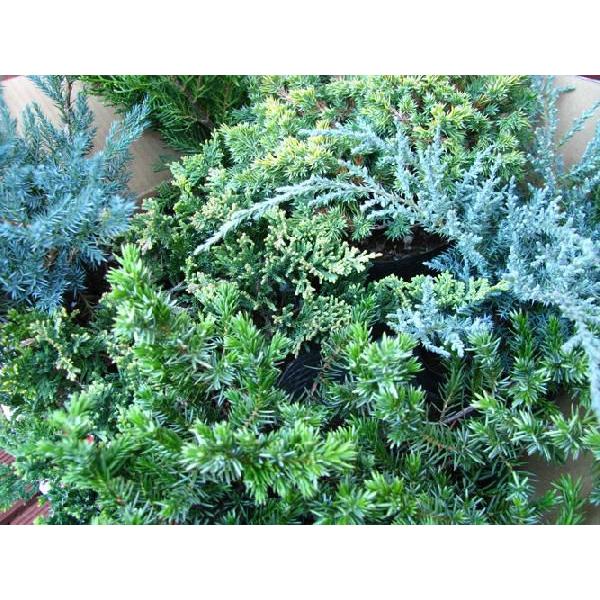 送料無料 コニファーグランドカバーお試しミックス6本セット