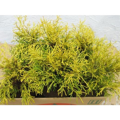 コニファー ゴールデンモップ6本セット（コニファー,庭木,植木,常緑樹