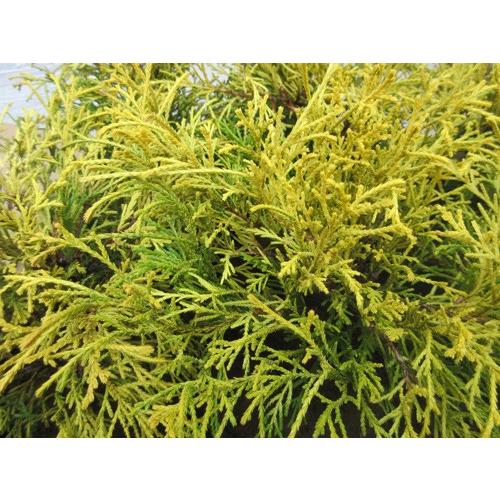 コニファー ゴールデンモップ6本セット（コニファー,庭木,植木,常緑樹