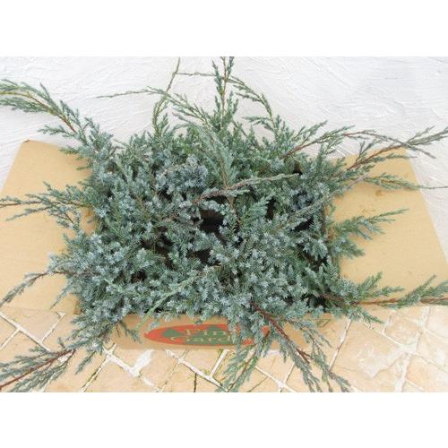 コニファー ブルーカーペット6本セット（コニファー,庭木,植木,常緑樹