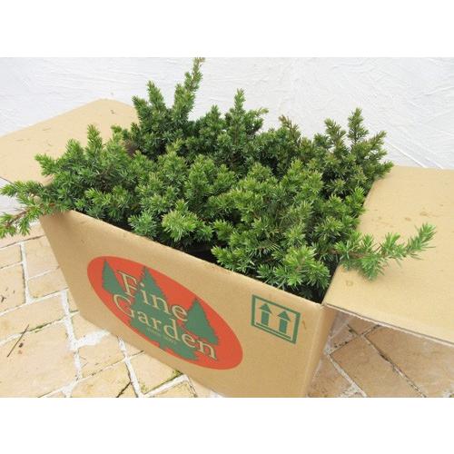 コニファー ブルーパシフィック6本セット（グランドカバー