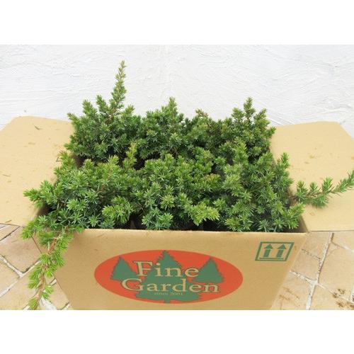 コニファー ブルーパシフィック6本セット（グランドカバー,コニファー