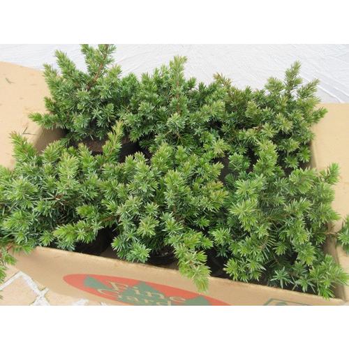 コニファー ブルーパシフィック6本セット（グランドカバー