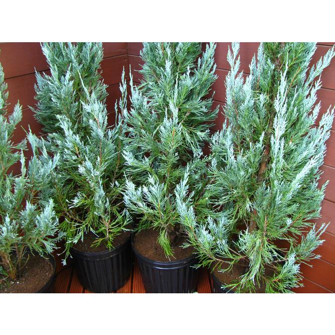 コニファー ブルーエンジェル100cm4本セット（コニファー,庭木,植木