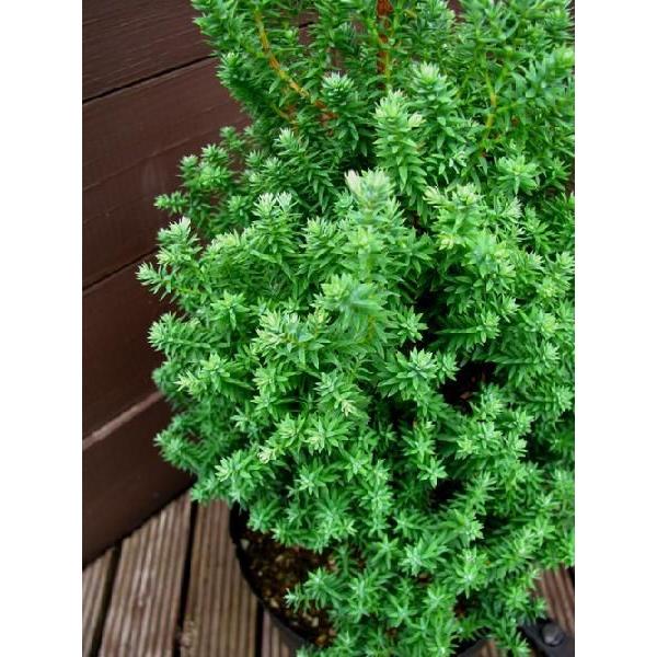 コニファー パープルフェザー70cm4本セット(庭木,植木,常緑樹,コニファー,シンボルツリー,クリスマスツリー,生垣) : ファインガーデン - 通販 - Yahoo!ショッピング コニファー パープルフェザー70cm4本セット(庭木,植木,常緑樹,コニファー,シンボルツリー,クリスマスツリー,生垣) : ファインガーデン - 通販 - Yahoo!ショッピング