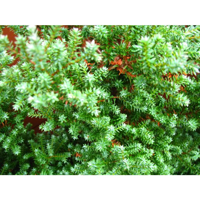 木の実とコニファーのハーフリース コニファー パープルフェザー70cm4本セット（庭木,植木,常緑樹