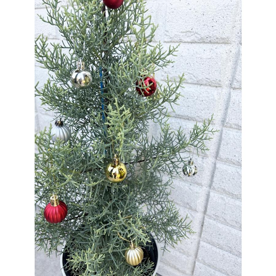 クリスマスツリー白い鉢入り】サルフレア（庭木,植木,常緑樹