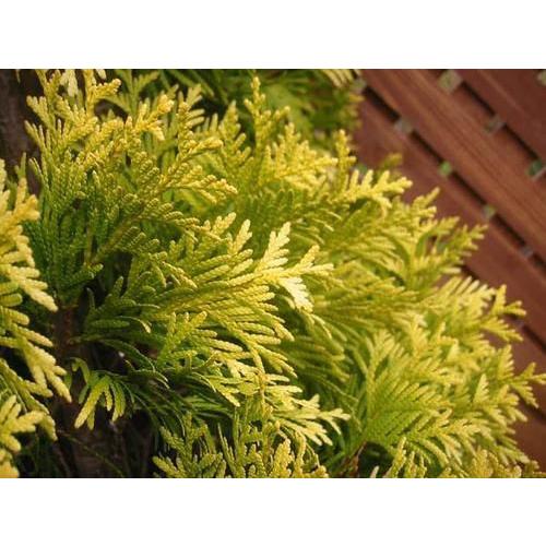 コニファー ヨーロッパゴールド150cm（コニファー,庭木,植木,常緑樹