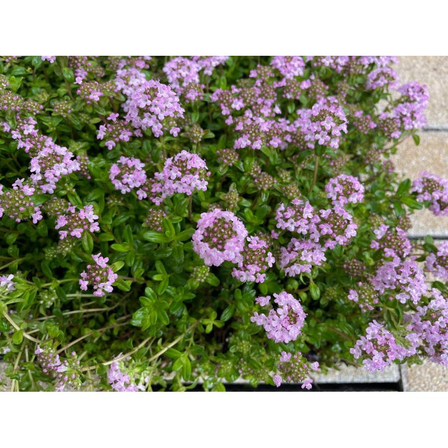 タイム“ロンギカウリス”マット苗※2025年の花期は終了しました （タイム