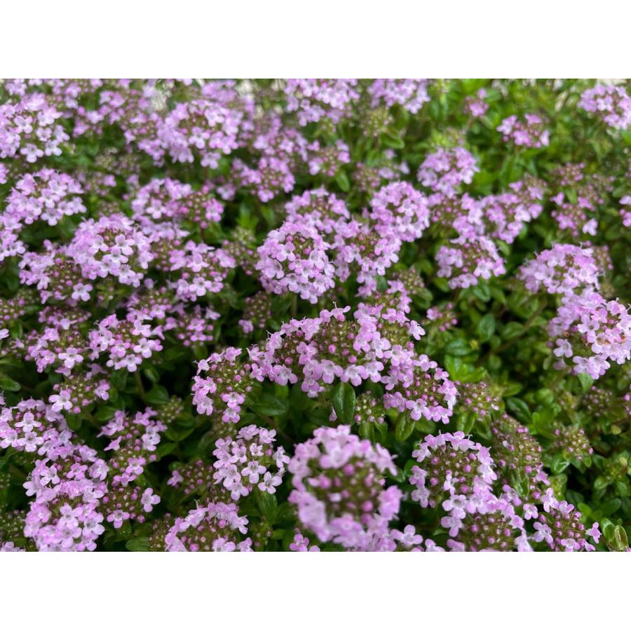 2026年の花期は終了しました タイム“ロンギカウリス”マット苗
