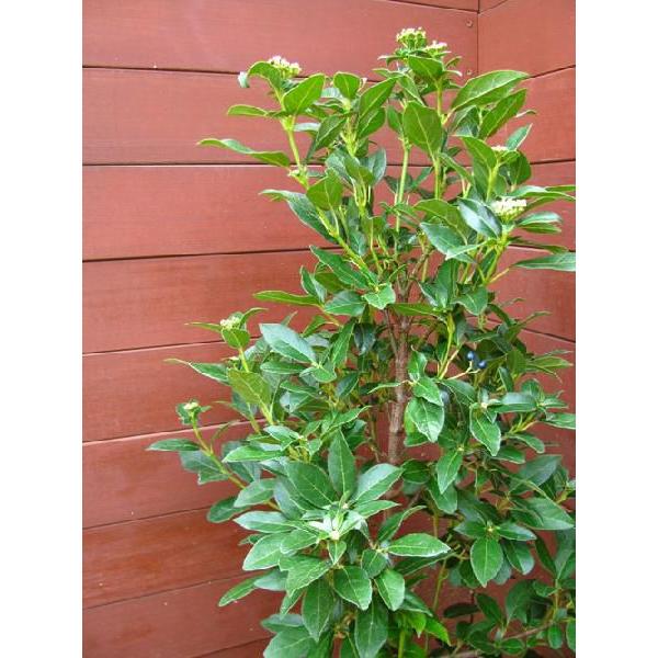 ビバーナムティヌス 庭木 常緑樹 シンボルツリー 31 ファインガーデン 通販 Yahoo ショッピング