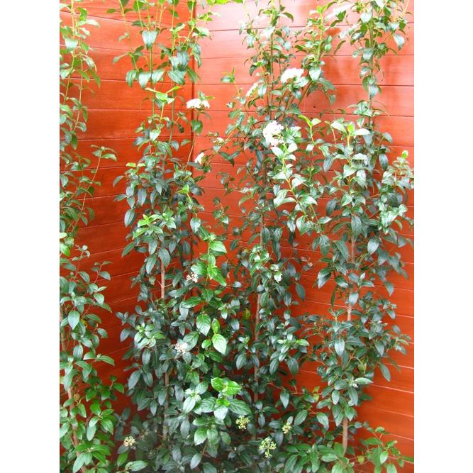 ビバーナムティヌス4本セット（庭木，常緑樹，シンボルツリー，） 