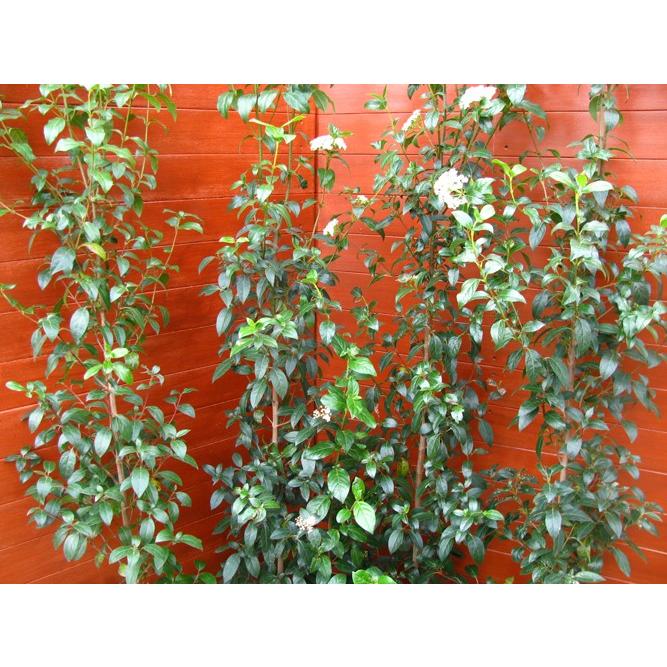 ビバーナムティヌス4本セット（庭木，常緑樹，シンボルツリー，） 