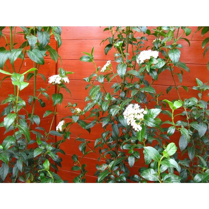 ビバーナムティヌス4本セット（庭木，常緑樹，シンボルツリー，） 