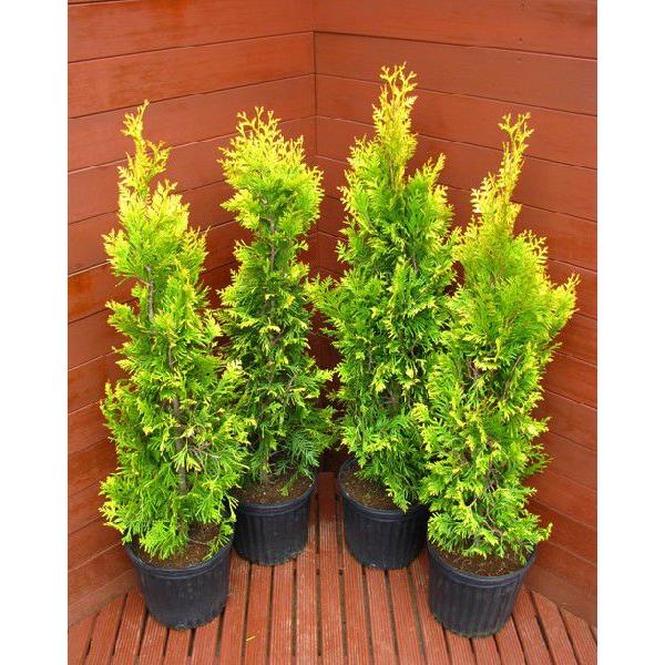 コニファー　ヨーロッパゴールド４本セット（コニファー,庭木,植木,常緑樹,生垣,）