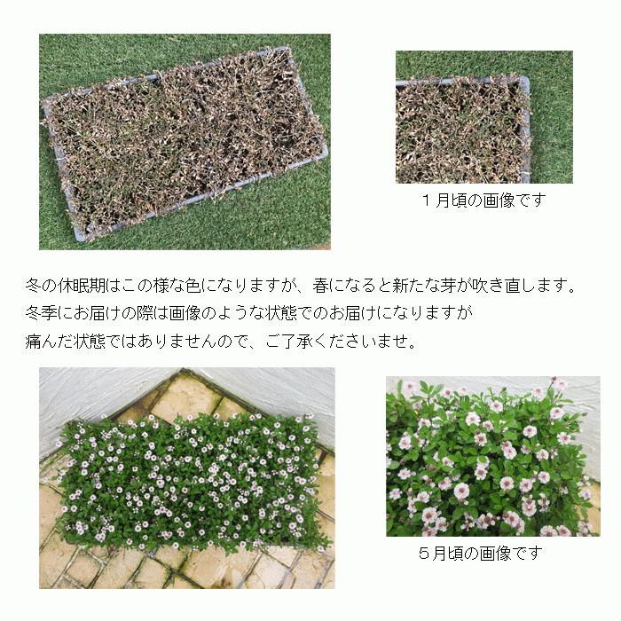 ヒメイワダレソウ”マット苗【リピア,苗,庭,マット,屋上緑化