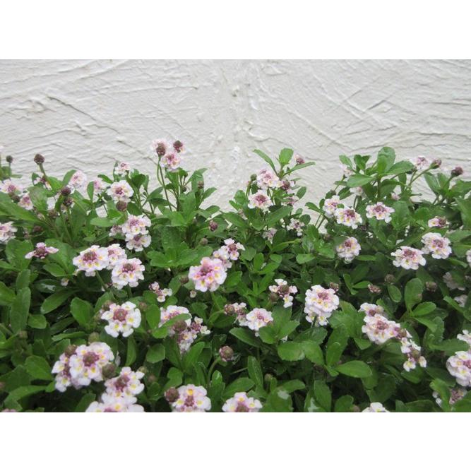 ヒメイワダレソウ”マット苗【リピア,苗,庭,マット,屋上緑化