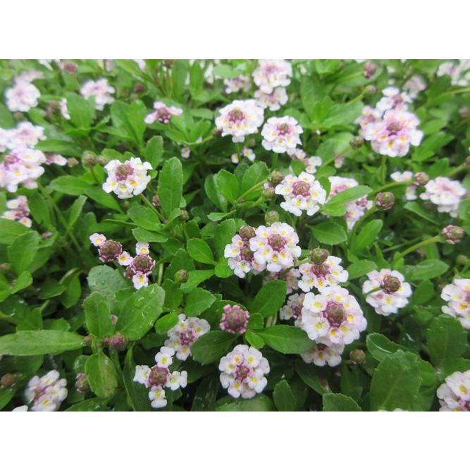 リッピア✴ヒメイワダレソウ 苗 秋に根付かせ冬越し！ ネコポス発送