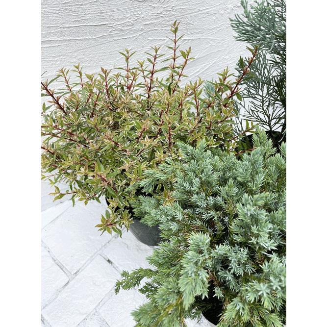 ウイチッタブルーと下草のセット コニファー 庭木 植木 常緑樹 セット商品 61 ファインガーデン 通販 Yahoo ショッピング