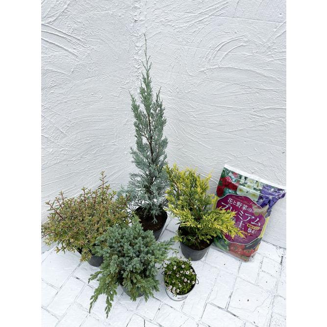 ウイチッタブルーと下草のセット コニファー 庭木 植木 常緑樹 セット商品 61 ファインガーデン 通販 Yahoo ショッピング