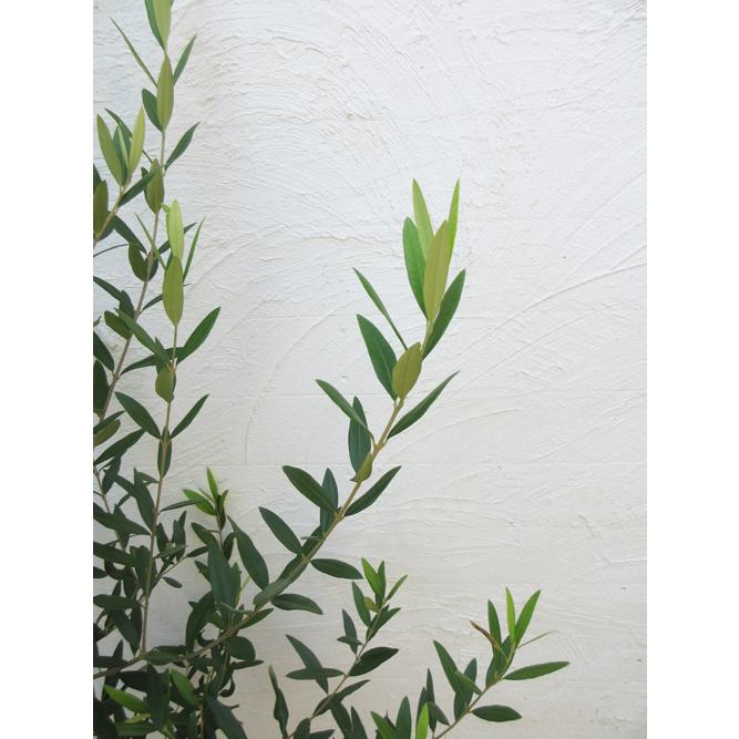 オリーブ ひなかぜ 庭木 常緑樹 シンボルツリー 新築祝い インテリア 8002 ファインガーデン 通販 Yahoo ショッピング