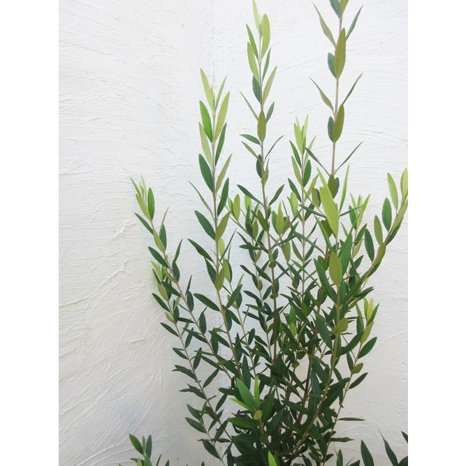 オリーブ ひなかぜ 庭木 常緑樹 シンボルツリー 新築祝い インテリア 8002 ファインガーデン 通販 Yahoo ショッピング